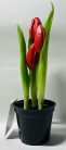 Tulipán cserepes mix 22cm gumis