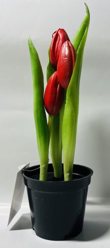 Tulipán cserepes mix 22cm gumis