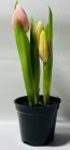 Tulipán cserepes mix 22cm gumis