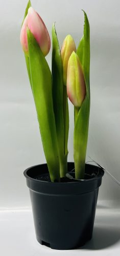 Tulipán cserepes mix 22cm gumis