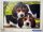 Puzzle Clementoni 500 db-os 49x36cm Beagle Kiskutyák Close Together