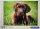 Puzzle Clementoni 500 db-os 49x36cm Csoki Kutyus Chocolate puppy
