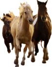 Puzzle Clementoni 1000db 50x70cm -"Running Horses"- Vágtázó Lovak
