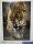 Puzzle Clementoni 1000db-os  50 x 70 cm Walk of the Jaguar